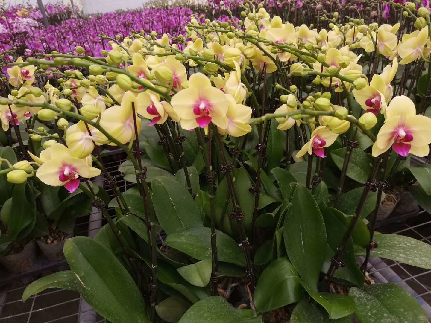 小学手工创作作品,爱手工爱生活创作