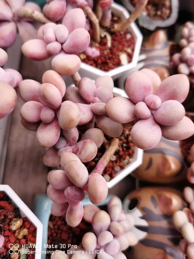 冬日如何更好地养多肉,冬天可以户外养护的多肉