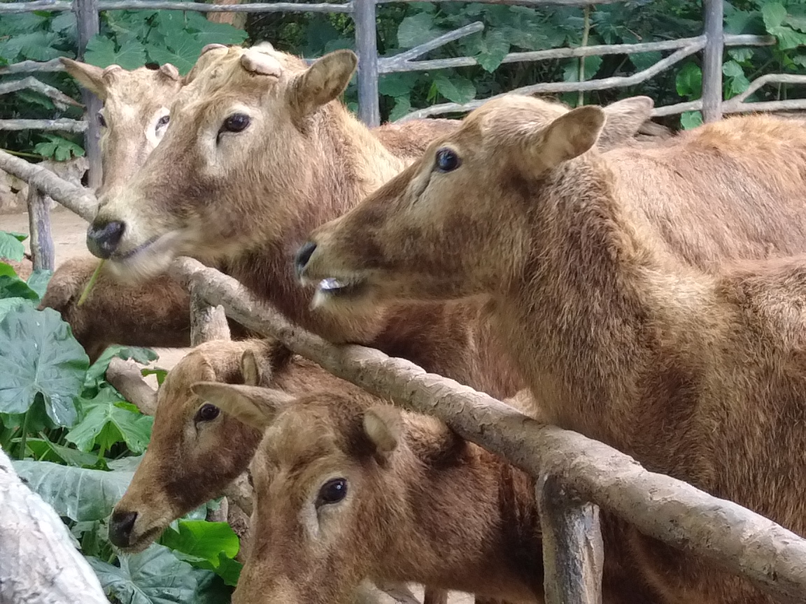 逐梦自贸海动椰城,逐梦海口嗨动椰城