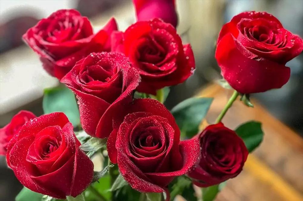 花店必备的5款玫瑰,花店常用的10款玫瑰花是哪些品种