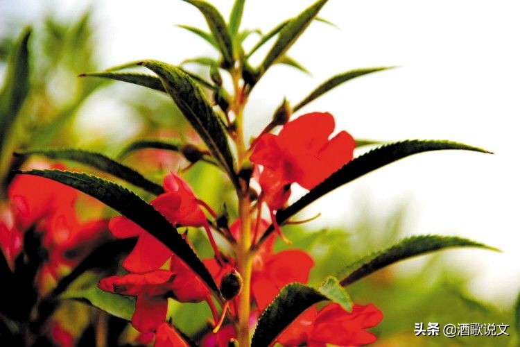 古人美甲怎么做,以前的美甲是用指甲油吗