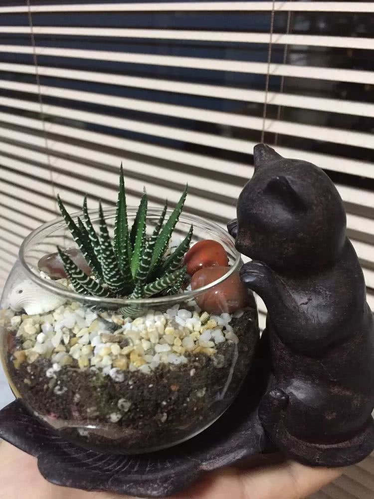 多肉名字怎么记,多肉的品种图片及名字寓意