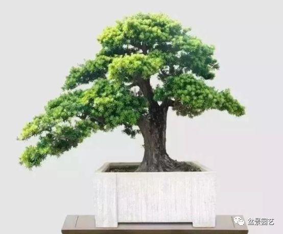 有哪些经典盆景树种,最值得收藏的六种盆景树种是哪些