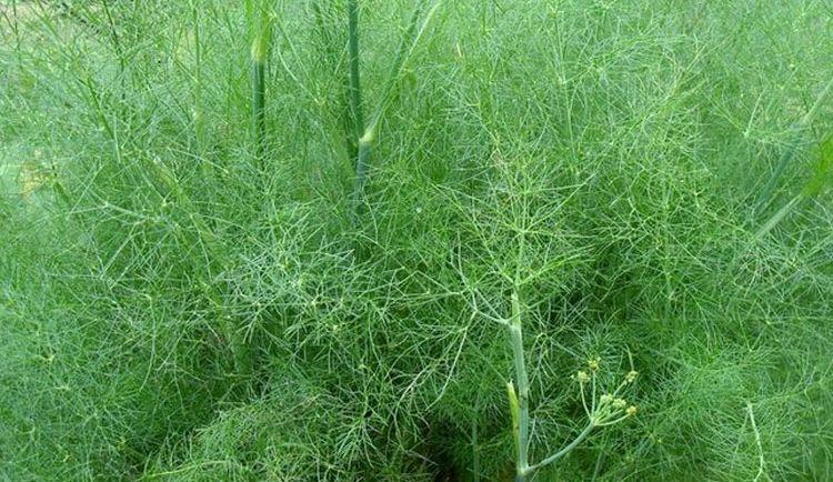 好吃不过饺子，秋天不种茴香苗，窜苗快一茬茬割着吃，真新鲜