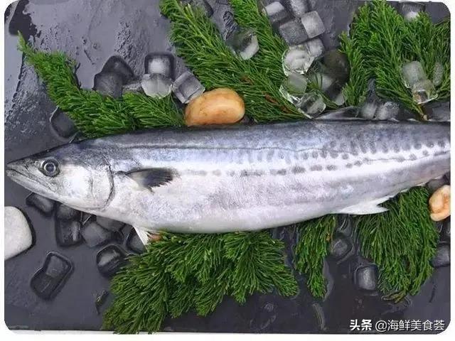 哪种海鱼最好养又便宜又好吃,便宜耐养的海鱼有哪些种类