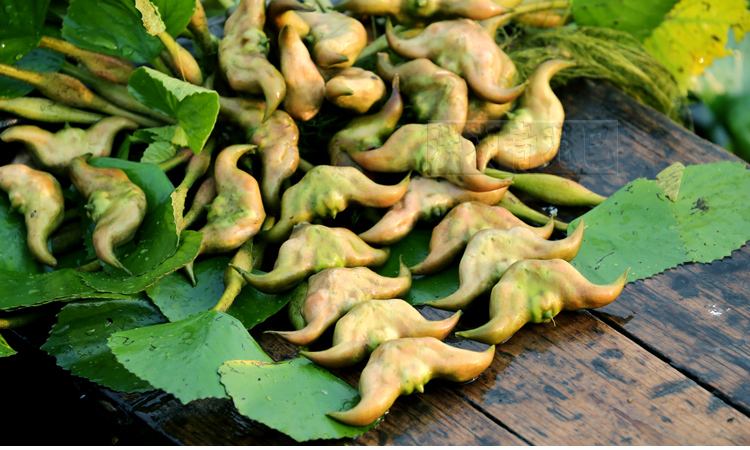 风波不信菱枝弱整首诗意思,风波不信菱枝弱全文