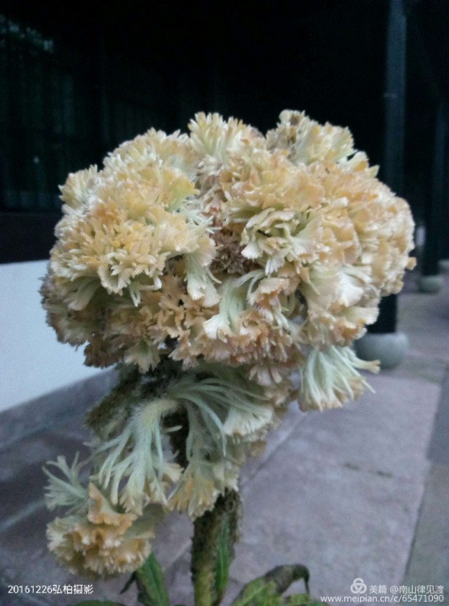 阿育王寺和白马寺,佛教阿育王简介