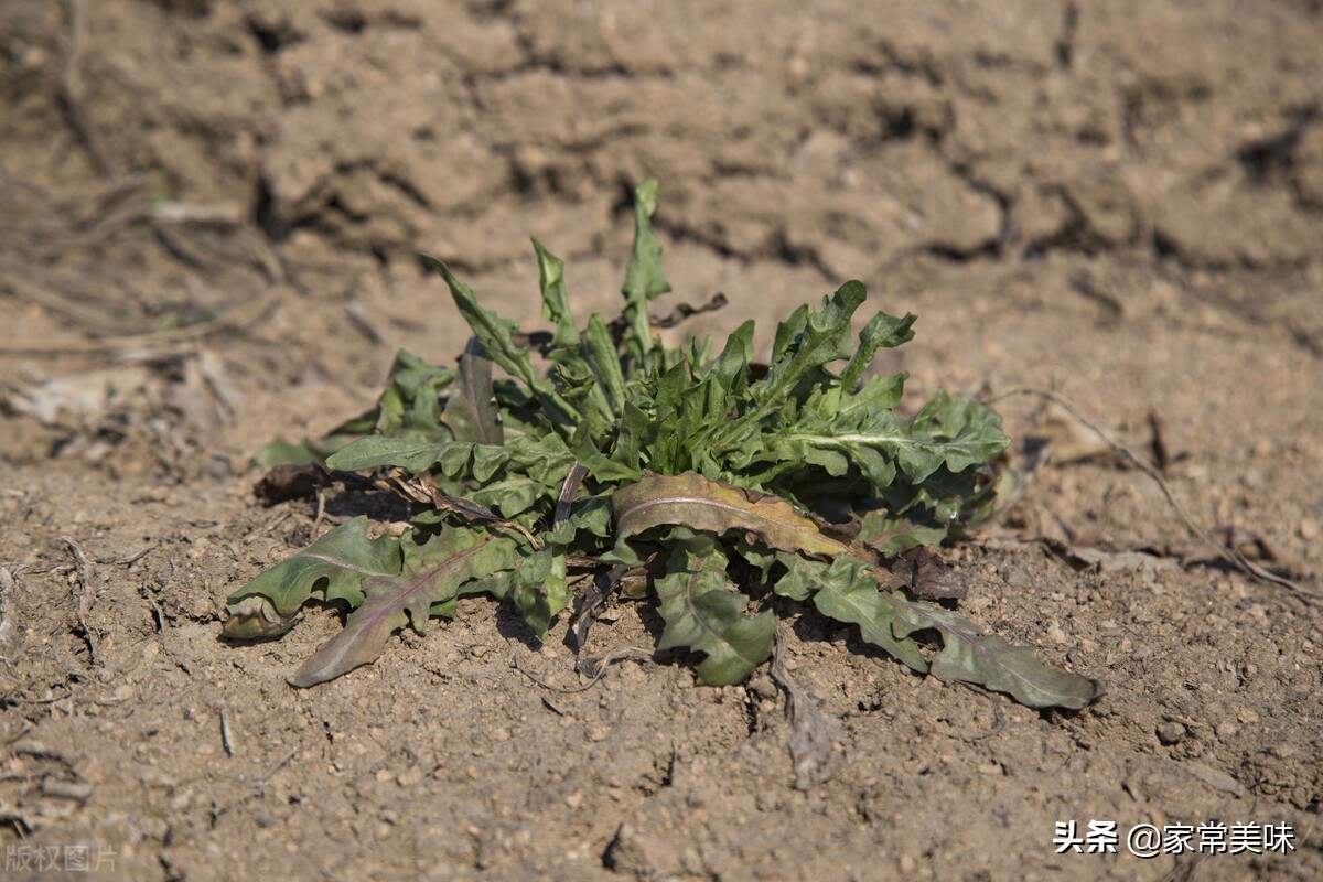 挖荠菜样子,荠菜幼苗怎样分辨