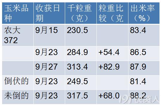 玉米花生种植高产技术,玉米高产高效种植技术