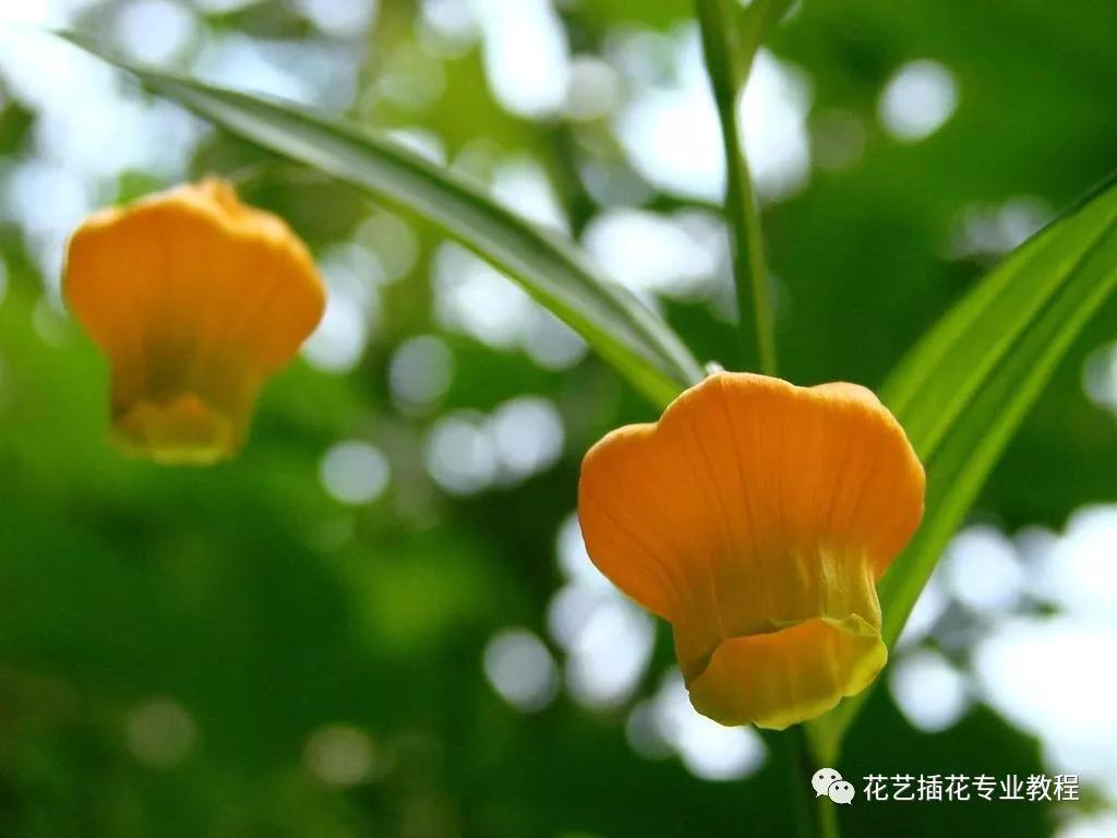 学花艺必备的花语,花艺师要知道的花与花语