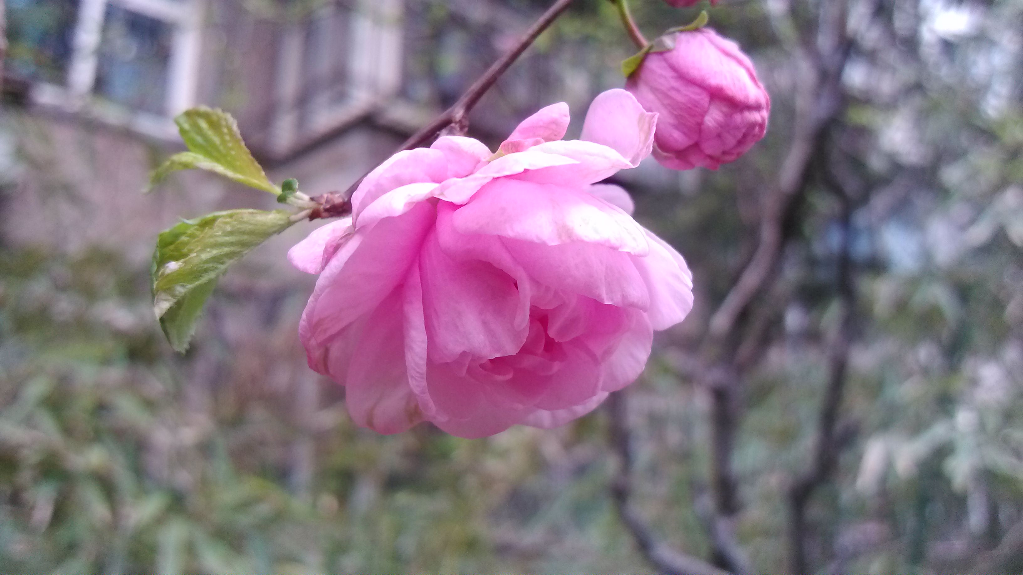 小米MI电信版8周年纪念