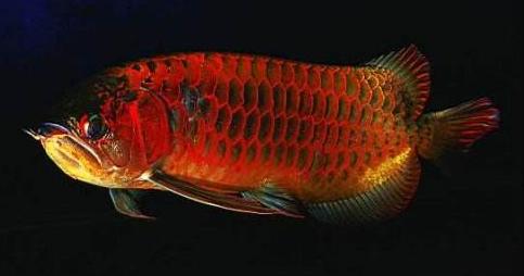 比较有灵性的中大型观赏鱼,威武霸气的观赏鱼有哪些品种