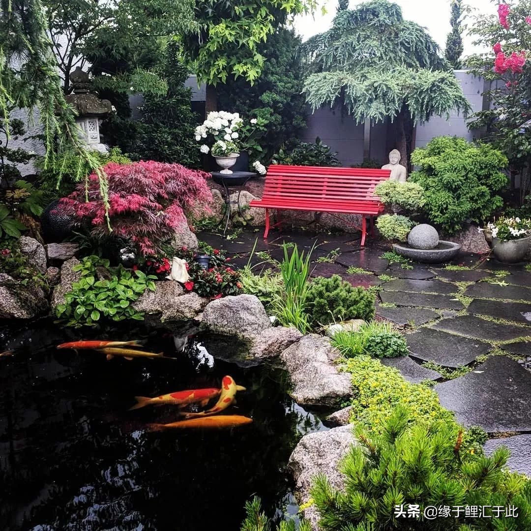 锦鲤鱼与风水的关系图,风水锦鲤鱼养什么颜色