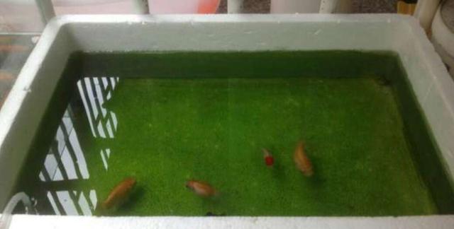 饲养观赏鱼需要哪些工具,使用鱼盆饲养金鱼前要做哪些准备