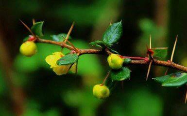 豪猪是不是骗局,豪猪怪和犀牛怪