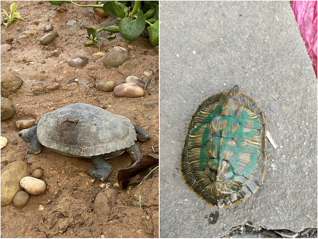 老龟受伤上岸求助?广西钓鱼人西江边碰到罕见大龟,龟背有大伤口