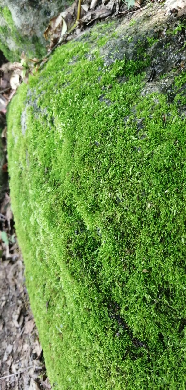 蛟河天岗太平山庄,蛟河太平山庄