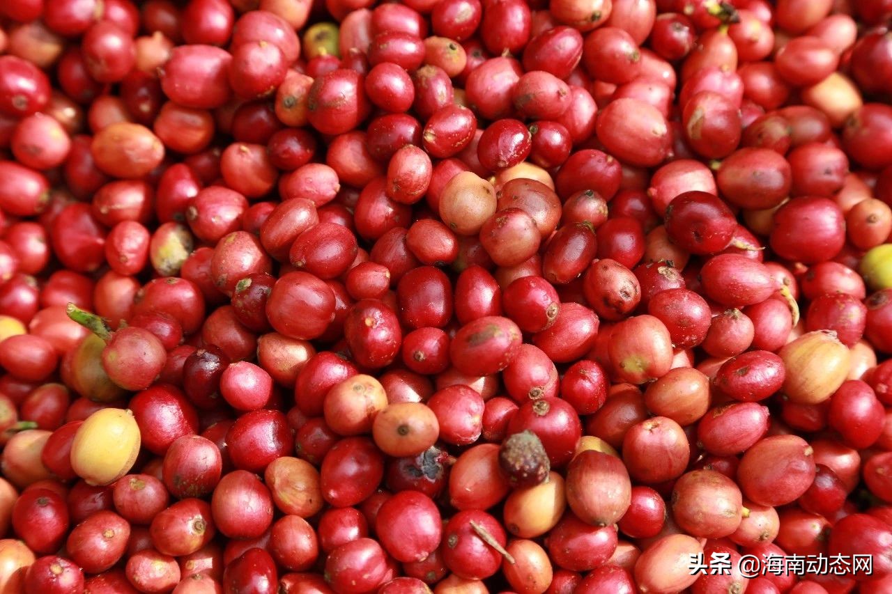 海南兴隆咖啡的特点,海南兴隆咖啡是什么咖啡豆