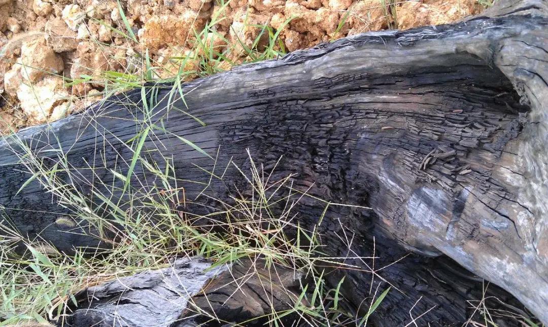 怎么鉴别红木家具用的什么木头,如何挑选红木家具的品质