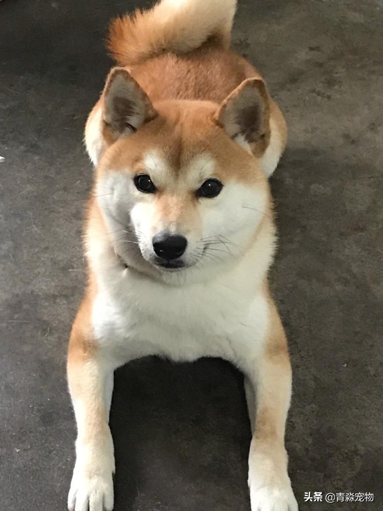 【宠物大学问】狗狗能吃虾吗？