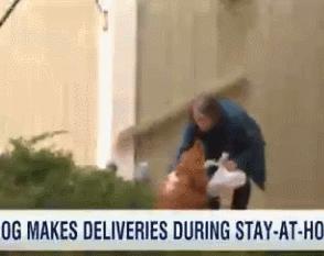 独居老人无法出门，狗狗超开心帮忙：本汪帮你买东西！