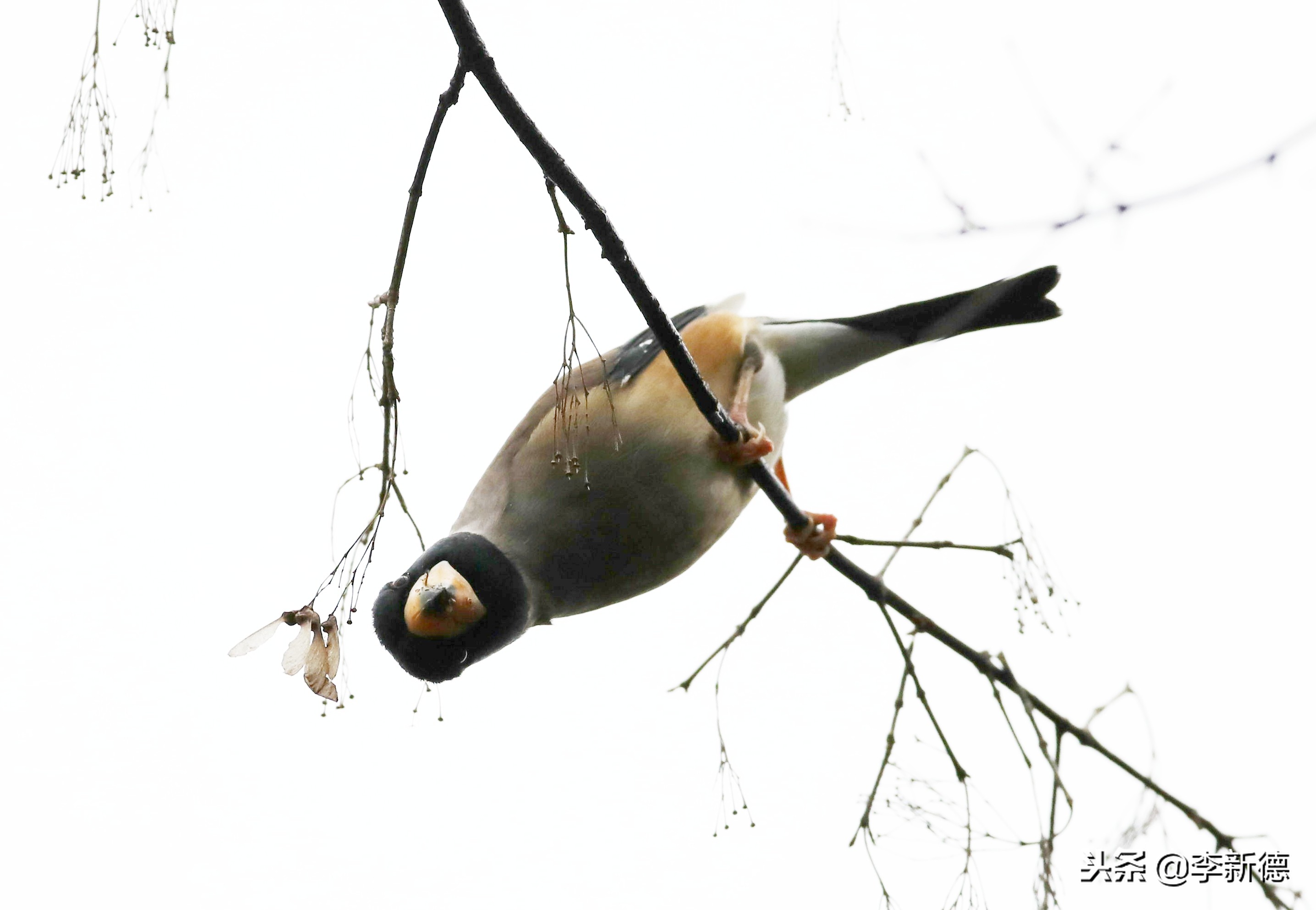 合肥望江西路蜀峰湾,合肥蜀峰湾有什么鸟