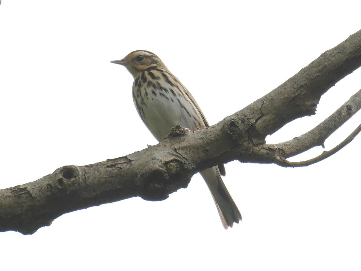 云南玉龙湖观鸟,临沧玉龙湖清晨的美景照片