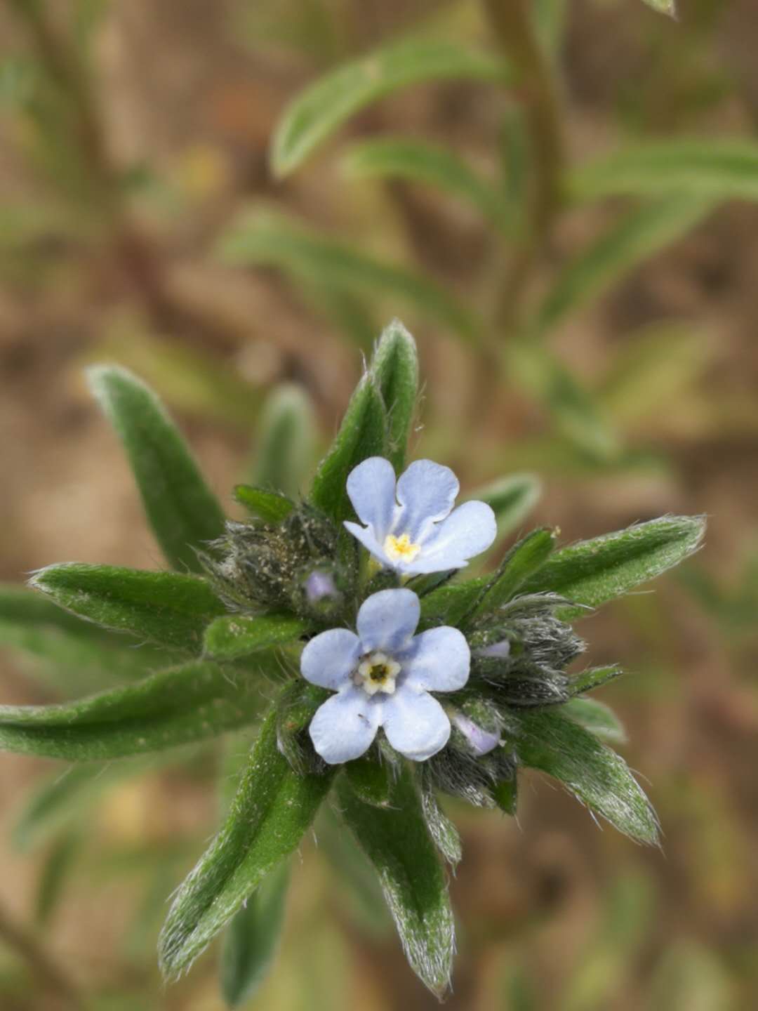 阿古拉草原景点大全,内蒙古阿古拉草原白塔