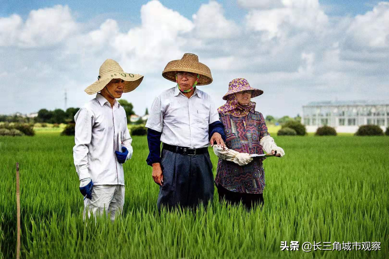 新时代最美常熟人系列报道之一:水稻育种专家端木银熙