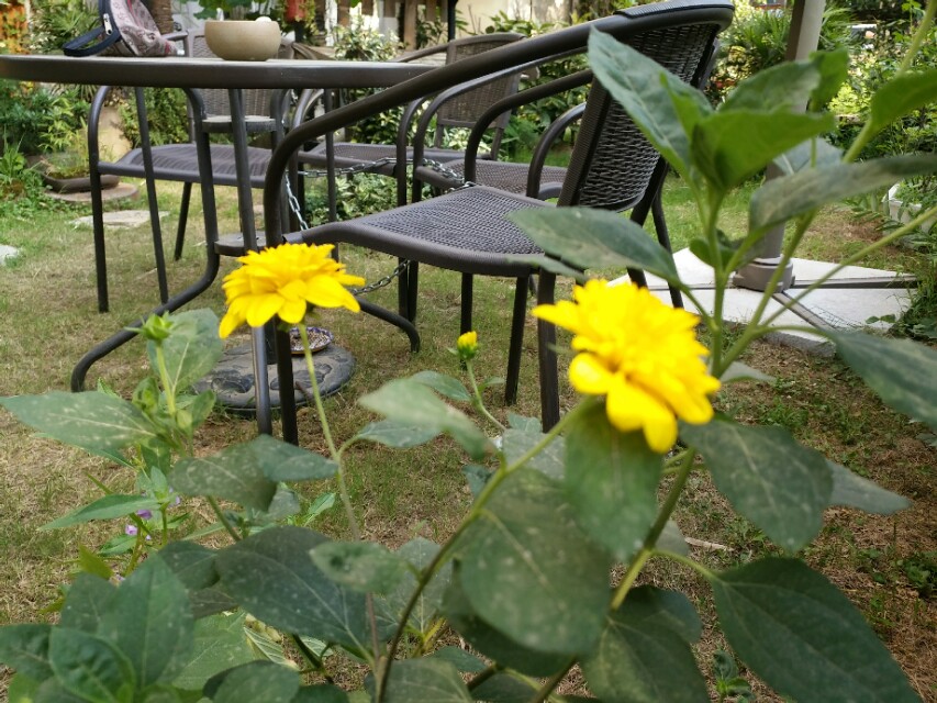 一半咖啡一半书,一半咖啡一半奶叫什么