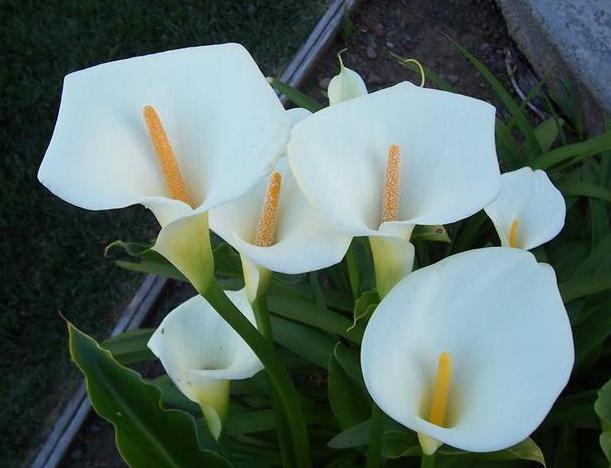 盆栽马蹄莲怎么养才能开花,马蹄莲怎么养可以快速开花