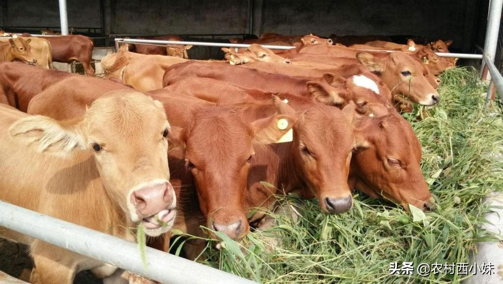 牛便血的防治方法,牛便血怎么防治