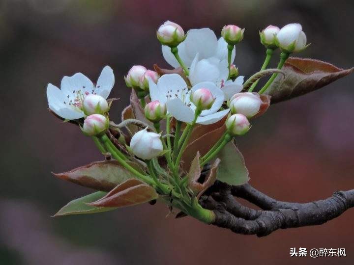 苏轼调侃张先的诗,苏轼最令人叫绝一首诗