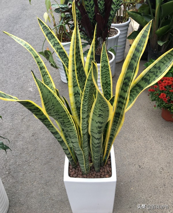 吸甲醛最好的10种花,这几种花是甲醛克星赶紧看看