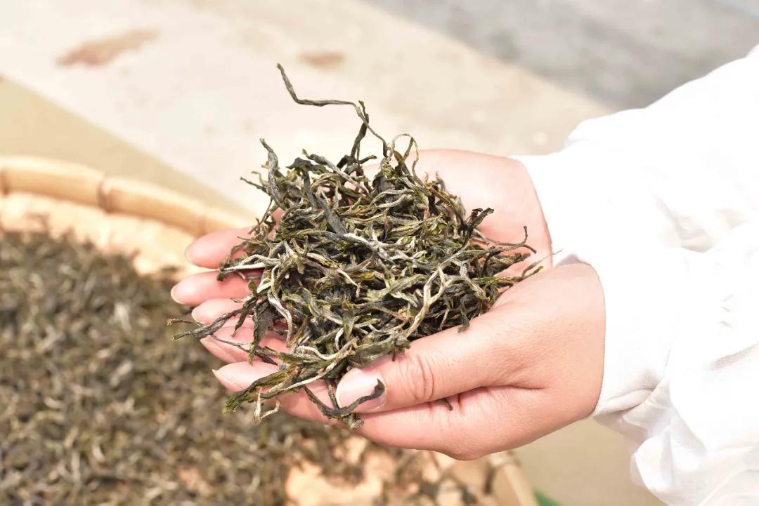 普洱六大古茶山,云南普洱景东茶山