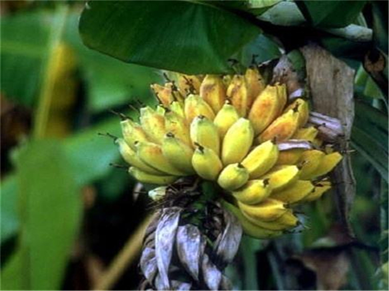 香蕉抽蕾受冻害什么症状,香蕉霜冻后处理方法