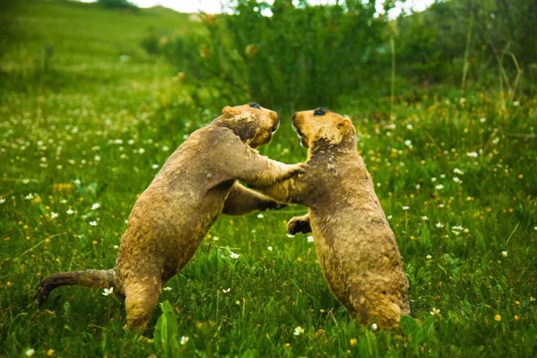 土拨鼠打架视频素材,土拨鼠打架画面被揭露
