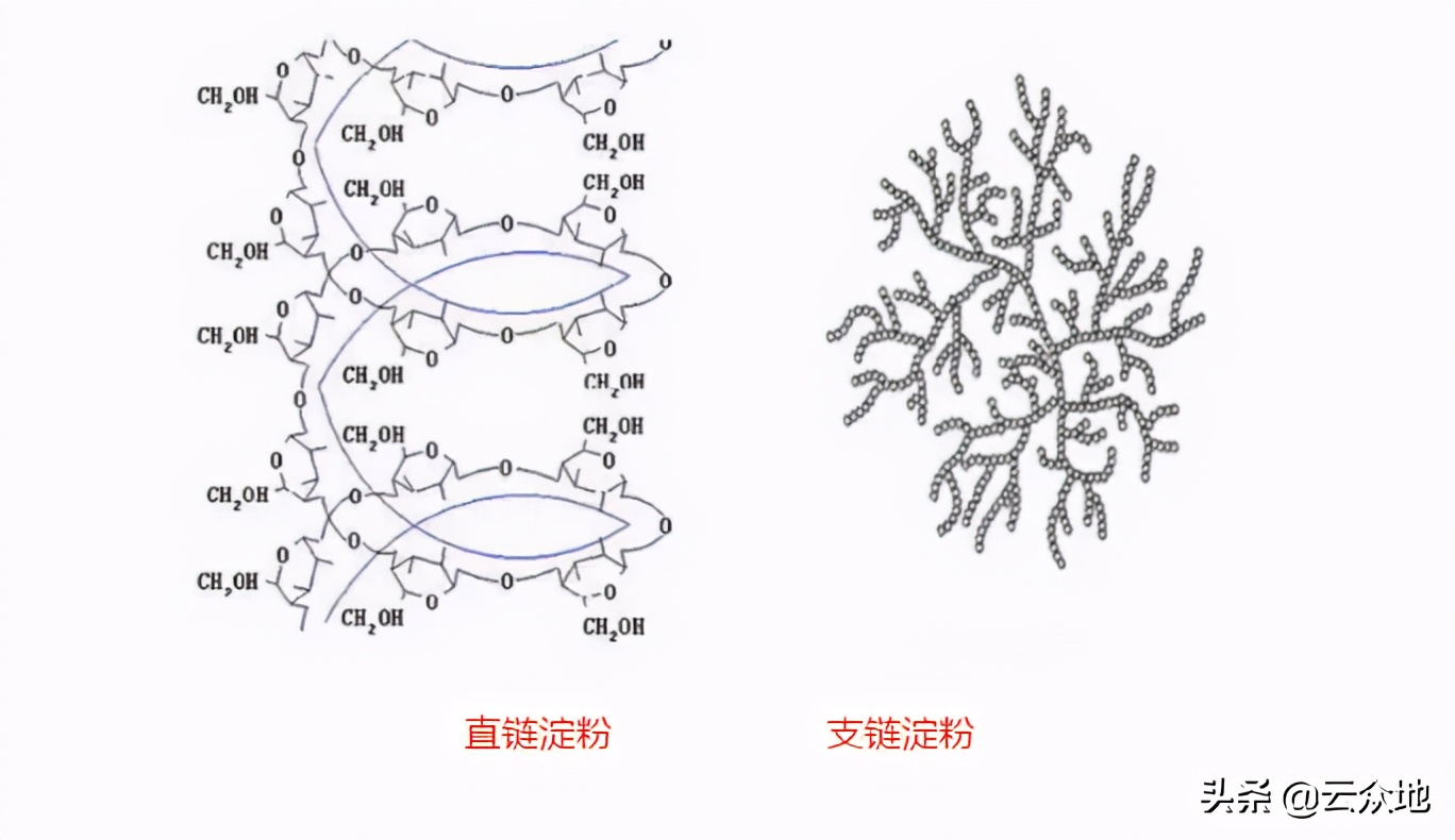 稻米直链淀粉测定,稻米中什么含量最多
