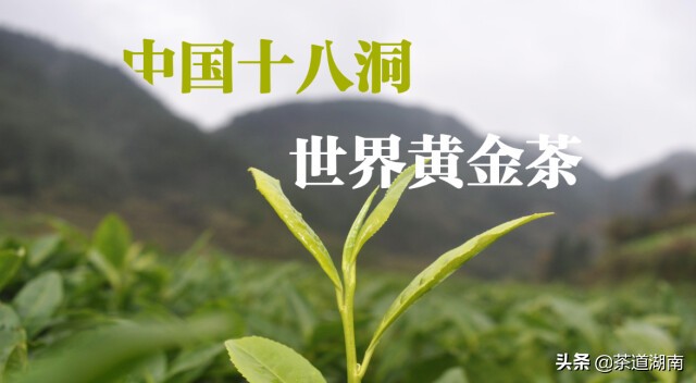 湖南十八洞黄金茶,十八洞黄金茶属于什么茶