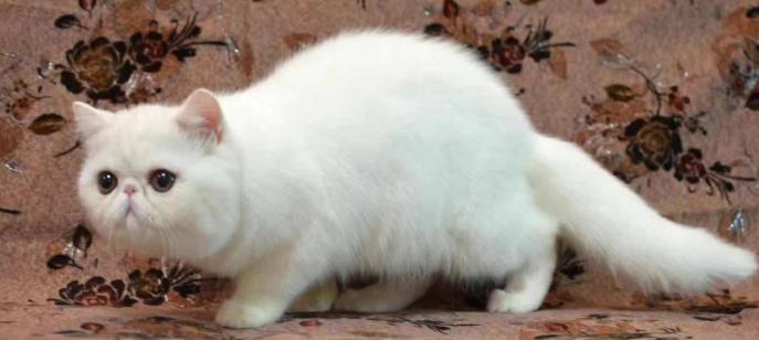 猫咪眼屎多还流泪怎么办,猫咪眼屎多流稠鼻涕怎么治