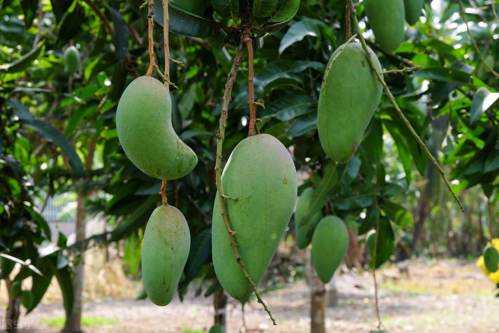 芒果放久了会有毒吗,芒果保存方法芒果发黑能不能吃