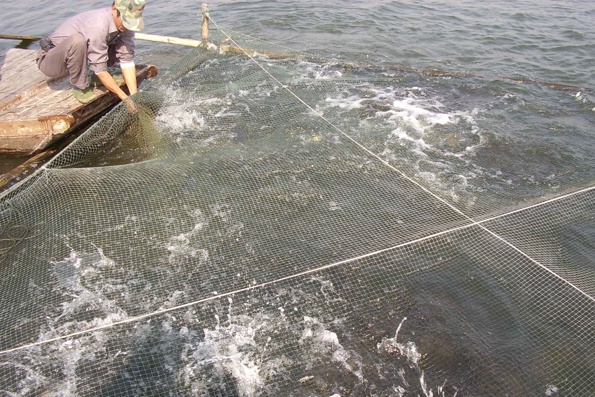 网箱养殖斑点叉尾鮰实用操作技术,工厂化养殖斑点叉尾鱼的方法