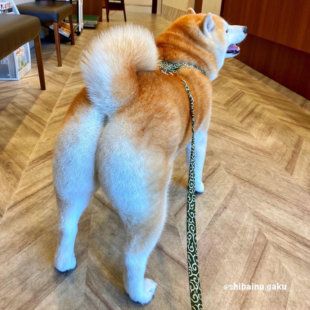 1500的柴犬长什么样,柴犬上万的价格正常吗