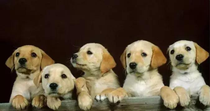 狗狗可以药物绝育吗,女狗狗该不该做绝育