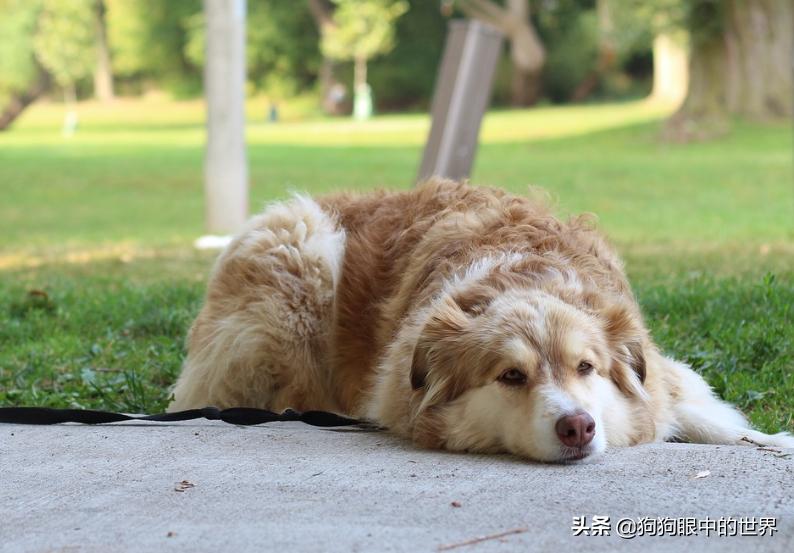 狗狗轻度中暑有意识能自行恢复吗,狗狗中暑放在空调房降温可以吗