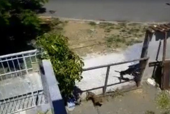 关在家里的母狗突然怀孕，主人百思不得其解，看完监控怒了