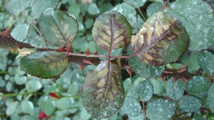 月季霜霉病与灰霉病,月季灰霉病怎么治