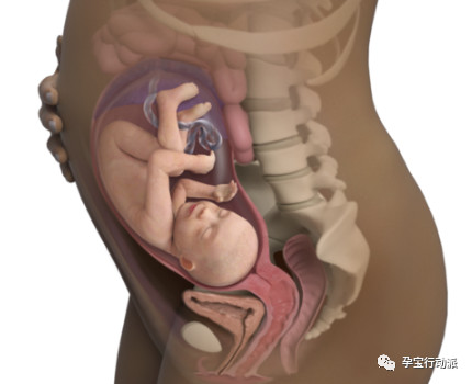 孕期周刊 第三十周