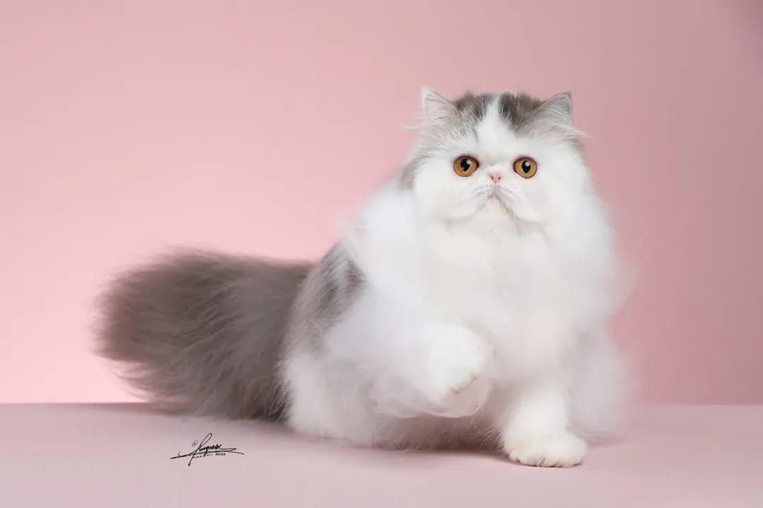 猫舍长毛猫洗护日常分享,无毛猫的清洁与护理全攻略