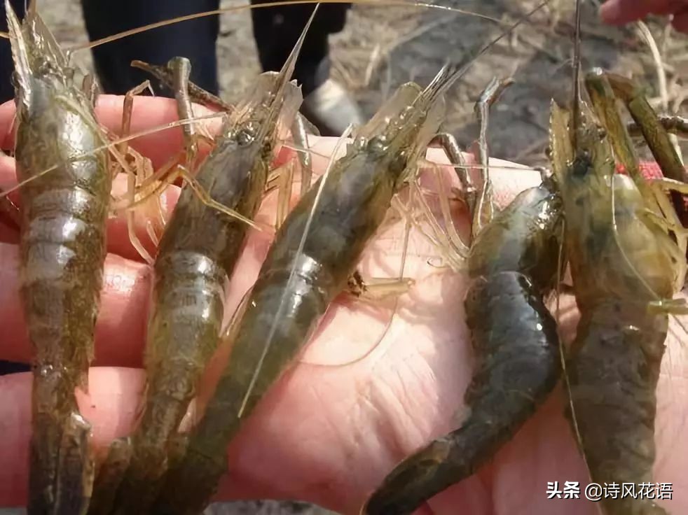 家乡印象海鲜,家乡味道舌尖上的美食